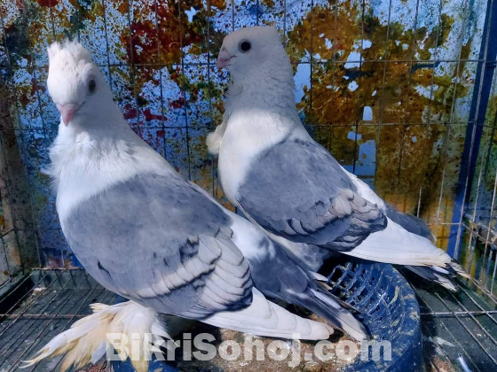 Bird and pigeon